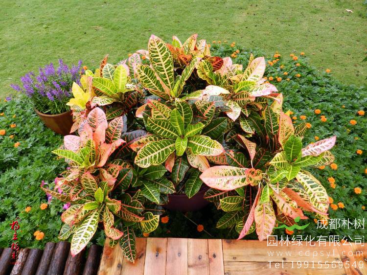 变叶木的叶片大量脱落是什么原因导致的？