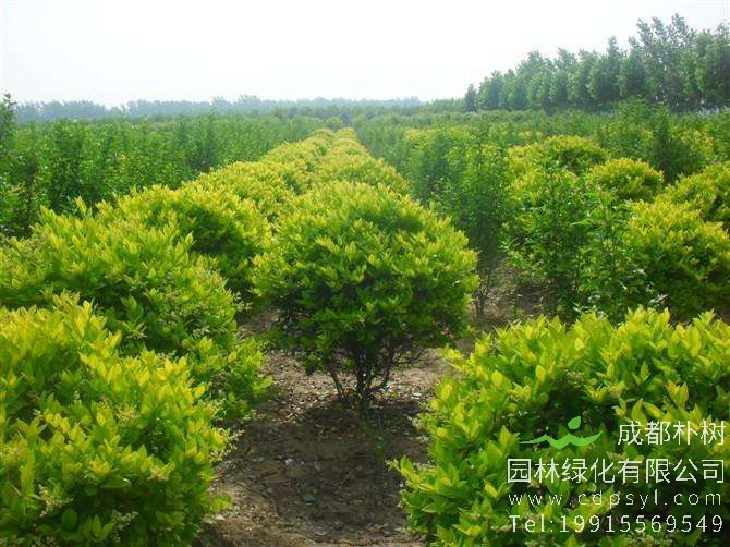 卫矛怎么整形修剪？