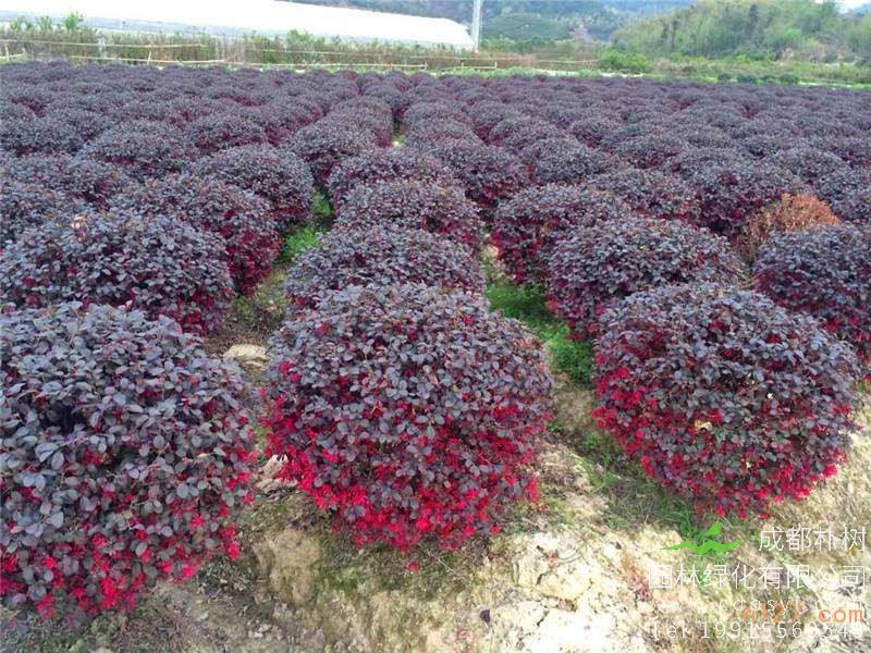 红花继木一平米可以种植多少棵？如何种植红花继木？