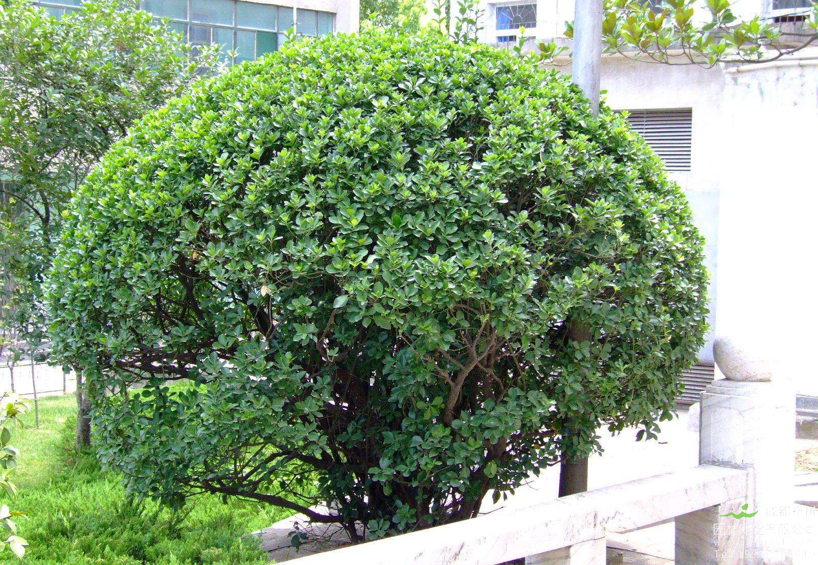 卫矛移植需注意哪些事项？