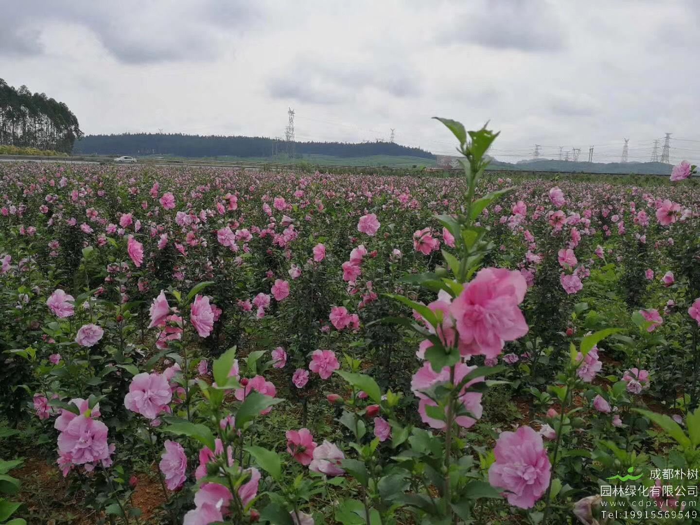 木槿栽培技术有哪些？