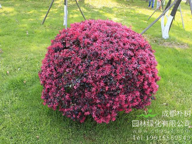 种植红花继木的要领是什么？