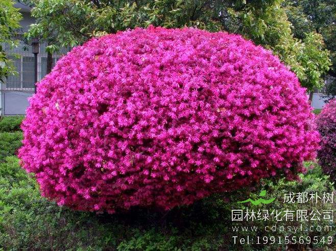 红花继木有哪些品种，怎么养护？