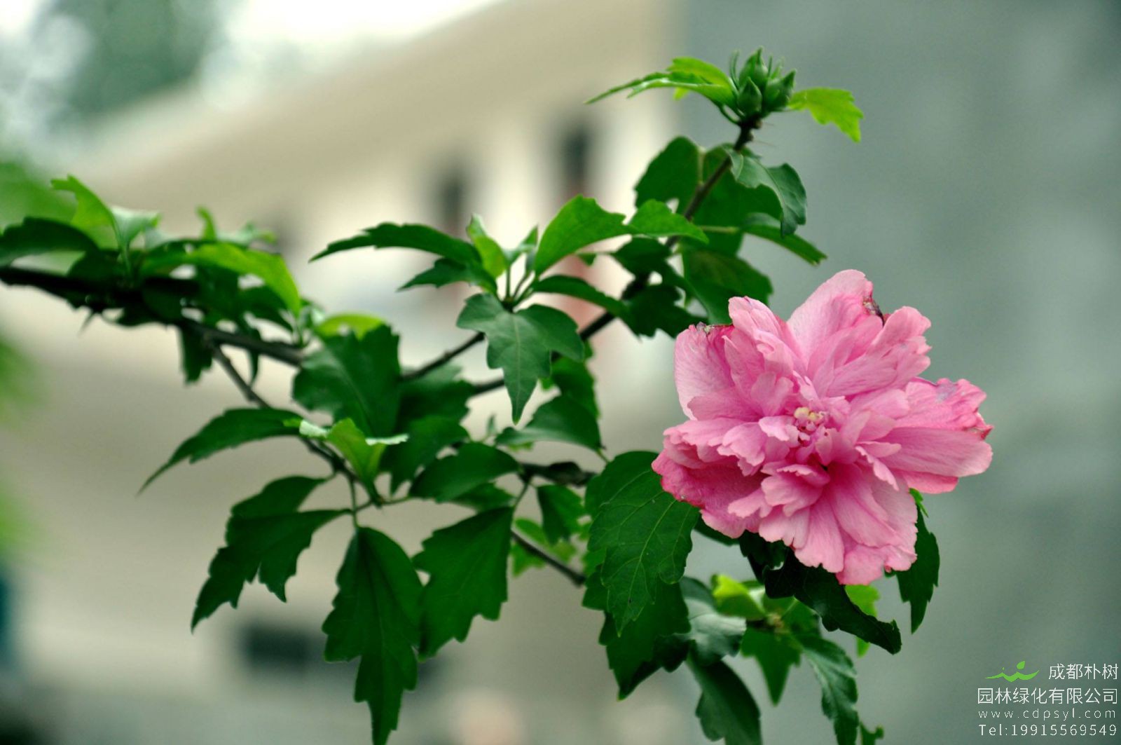 木槿适合与什么植物搭配种植？