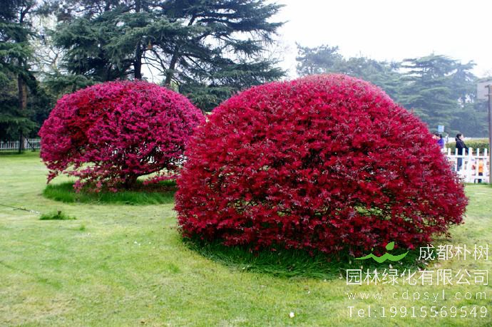 红花继木能在北方存活吗？