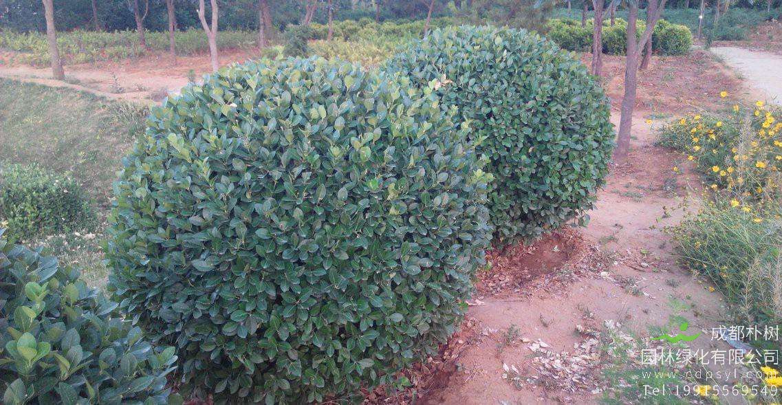 卫矛的种植过程中应该注意什么？