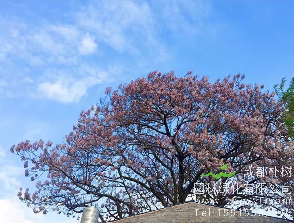 泡桐树图片大全，最新泡桐树图片欣赏