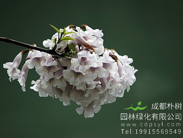 泡桐树价格-图片-形态特征-地理分布-生长环境以及主要价值