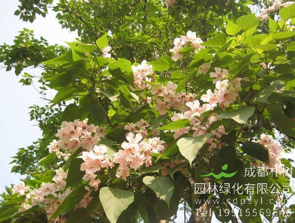 目前世界上最高的泡桐树在什么地方？