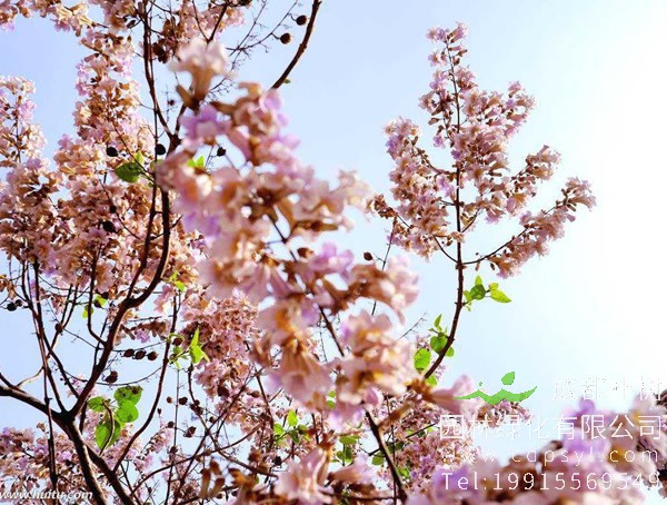 泡桐树图片大全，最新泡桐树图片欣赏