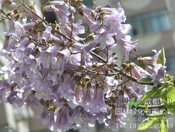 泡桐树养殖过程中要怎样接干？