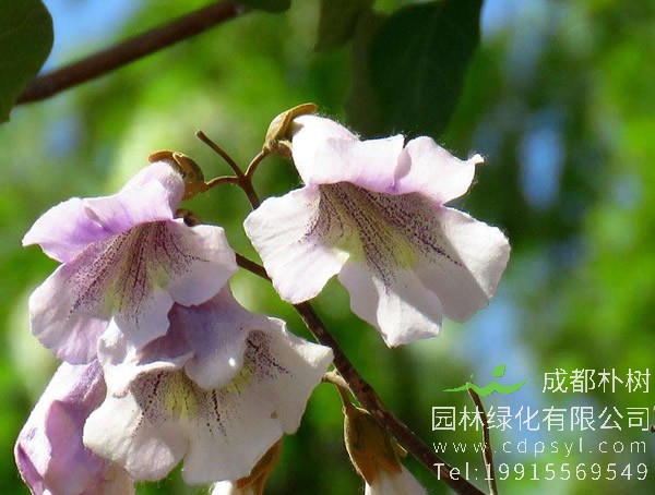 泡桐树图片大全，最新泡桐树图片欣赏