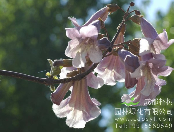 泡桐树为什么先开花后结果？