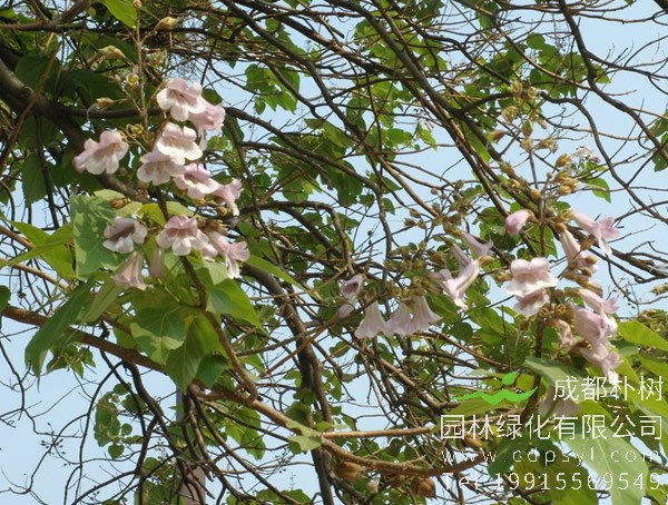 泡桐树图片大全，最新泡桐树图片欣赏