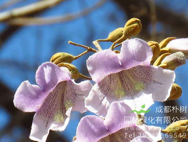 种植泡桐树的时候，一般会遇到哪些病虫害？