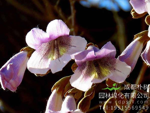 院子里面载种泡桐树好不好？