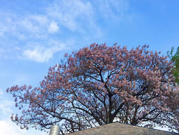 泡桐树价格-图片-形态特征-地理分布-生长环境以及主要价值