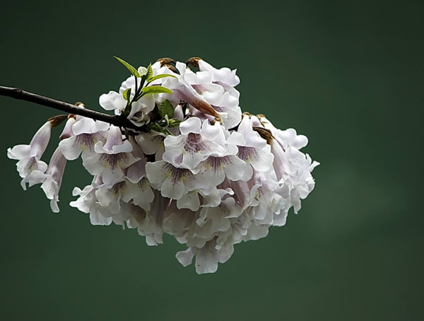 绿化苗木中泡桐树有什么作用？