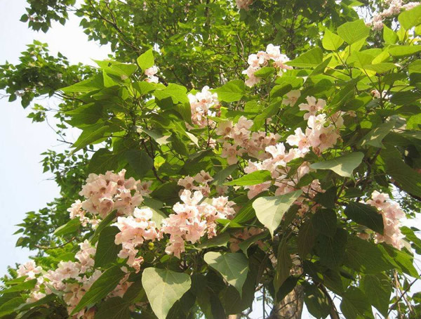 目前世界上最高的泡桐树在什么地方？