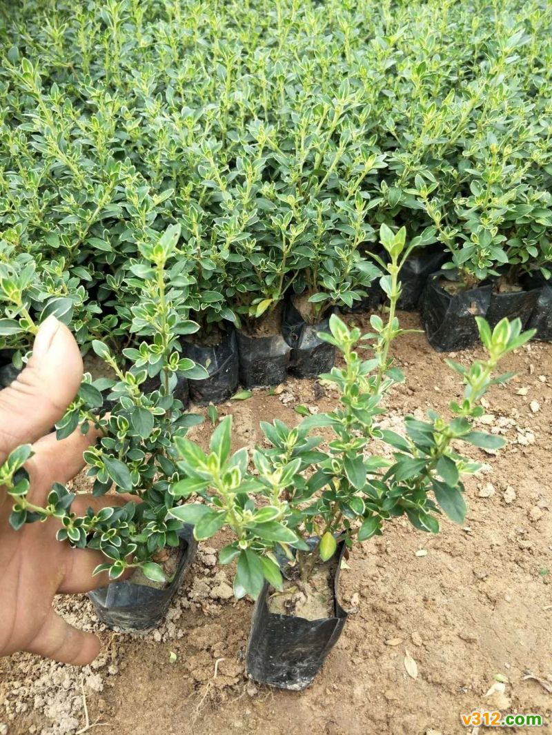 金边六月雪报价