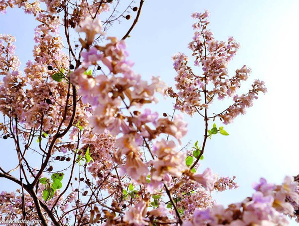 泡桐树主要分布于在哪几个省份？