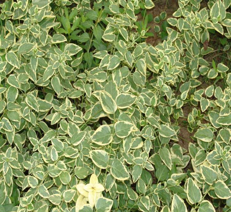 花叶蔓长春报价