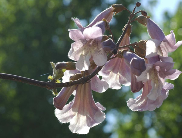 泡桐树为什么先开花后结果？