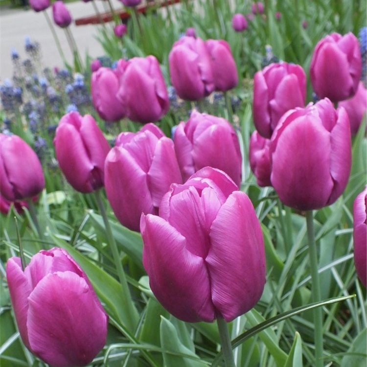 郁金香报价