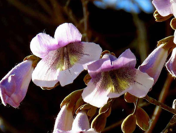 院子里面载种泡桐树好不好？