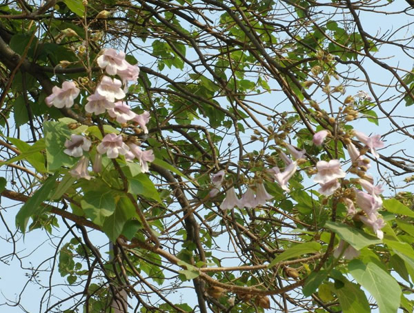 泡桐树图片大全，最新泡桐树图片欣赏