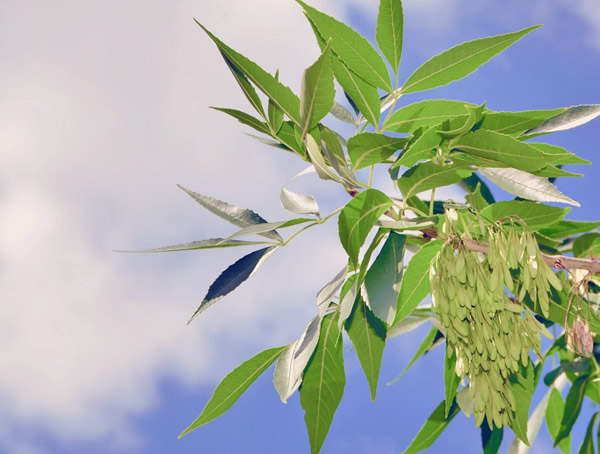 白蜡树有什么特点？白蜡树形态特征是什么？