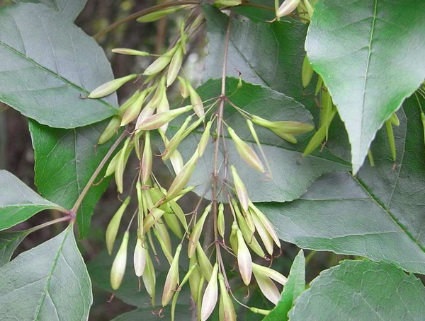 白蜡树的功效与价值，白蜡树有什么作用？