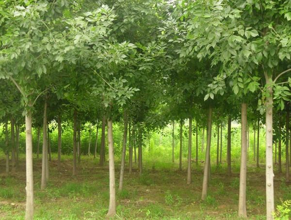 白蜡树的种类，白蜡共分几种？