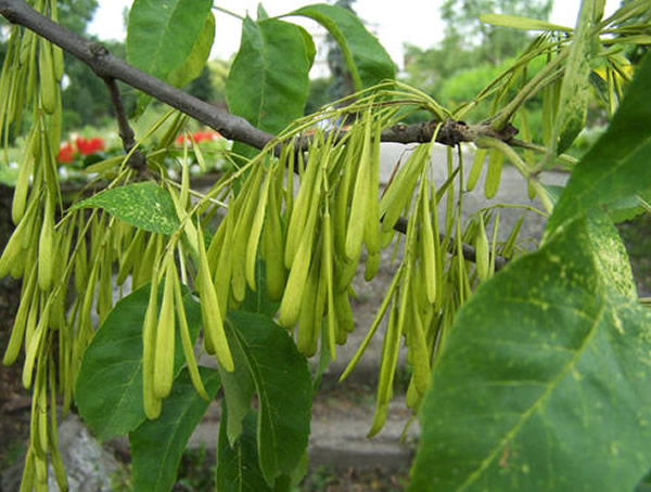 绿化苗木中的白蜡树是常绿树吗？