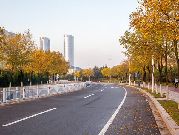 在白蜡树养护中注意以下这几点，才能更好生长