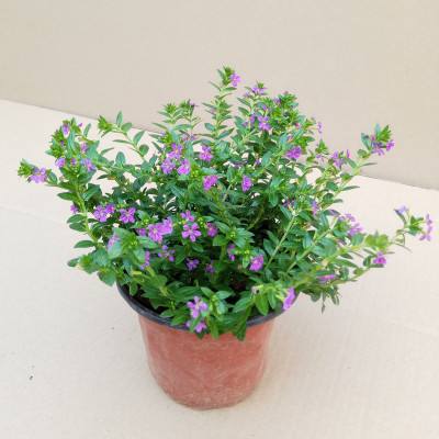 满天星适合送什么人，代表着什么含义？ 