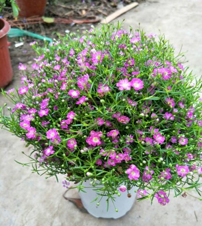 不同颜色的满天星花语是什么？