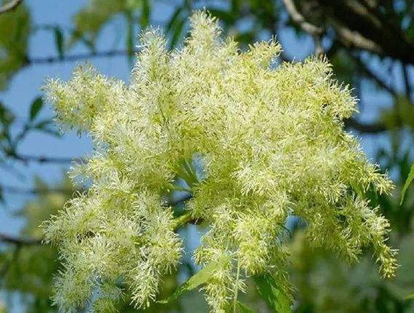 对节白蜡、毛白蜡、白蜡树有什么区别？