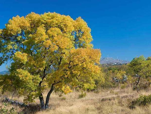白蜡树的分布情况，白蜡树产地在哪儿？