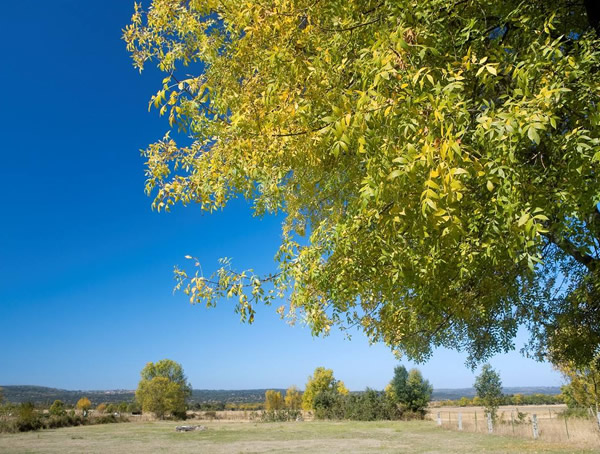 种植白蜡树的时候用什么肥料好？