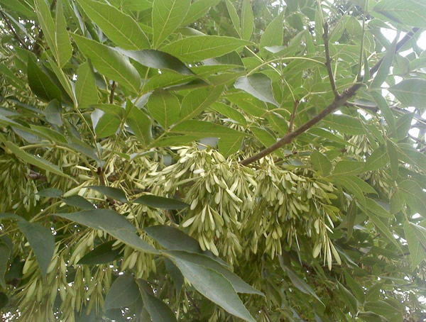 白蜡树和女贞的区别有哪些？