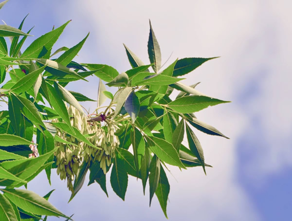 种植白蜡树的前景怎么样？