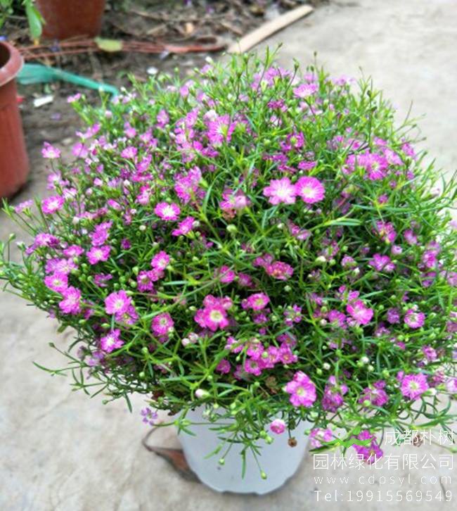 不同颜色的满天星花语是什么？