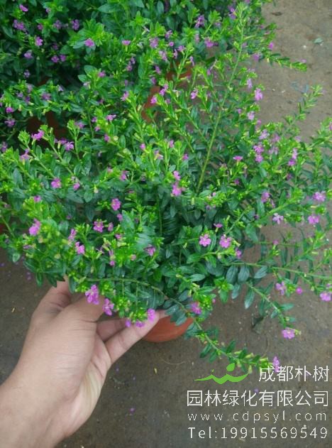 怎样对盆栽满天星进行养护？ 