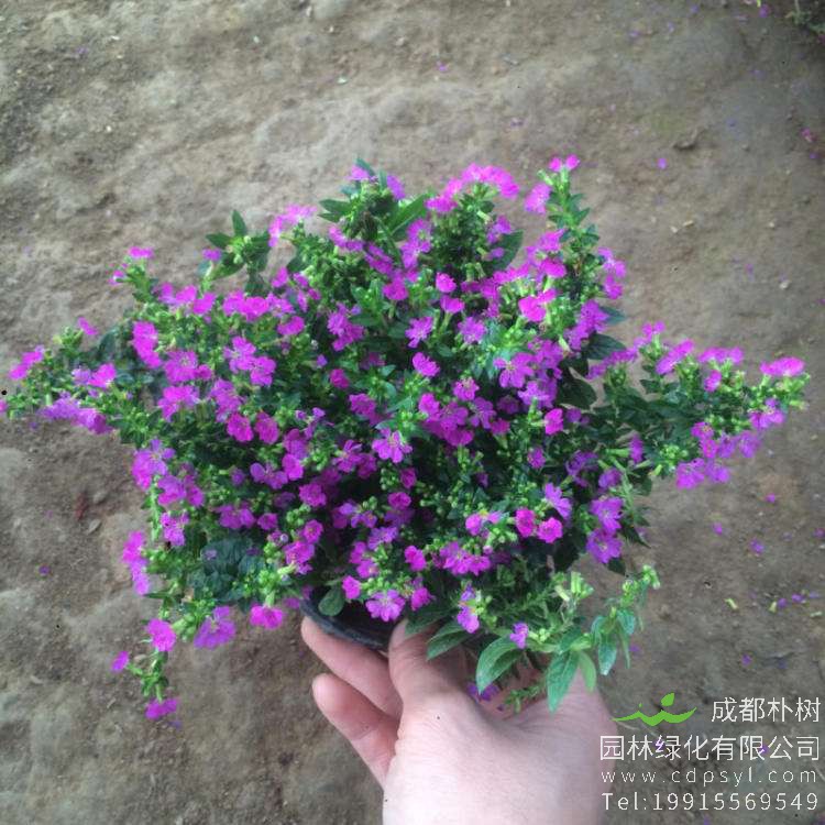 自己种植满天星对土壤有什么要求？