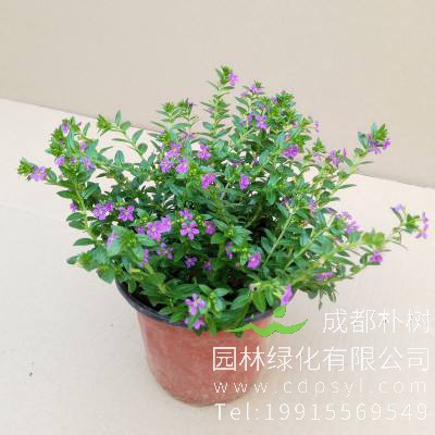 满天星适合送什么人，代表着什么含义？ 