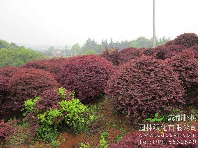 红叶小檗怎么养，红叶小檗养殖方法及注意事项？