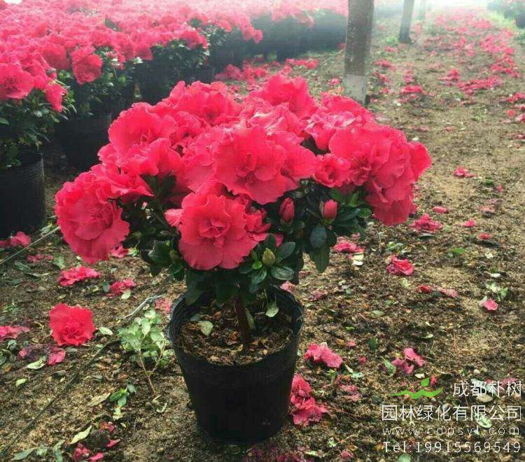 盆栽杜鹃冬天怎么养护，这几个小技巧帮助杜鹃安全过冬！