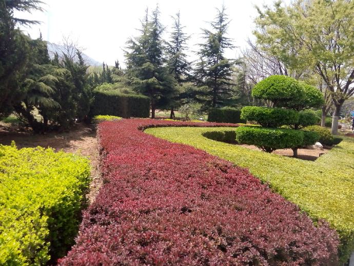 红叶小檗什么时间种植比较适合？