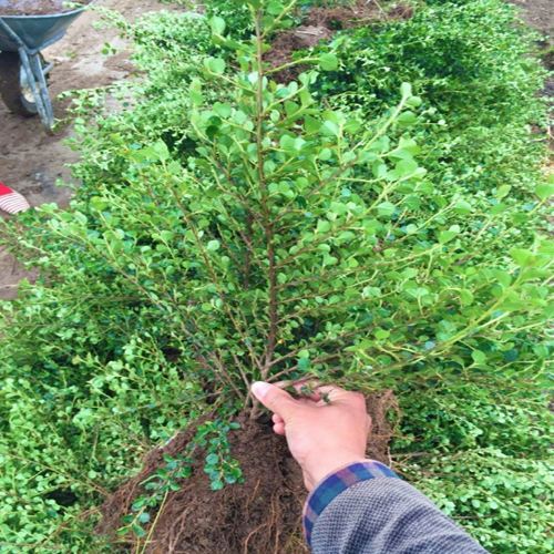 平枝栒子移植需注意哪些事项？